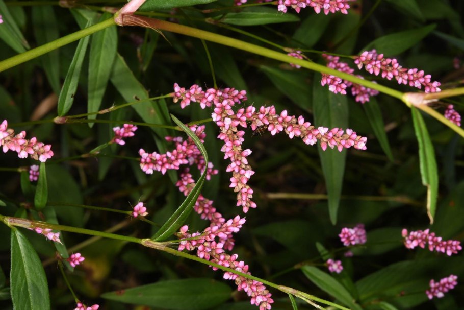 Горец почечуйный (polygonum persicaria)