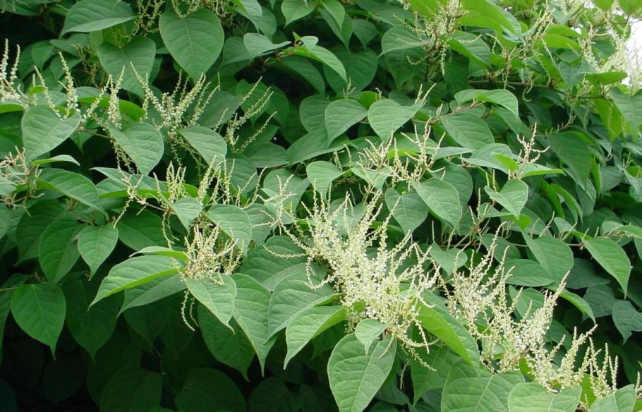Reynoutria japonica