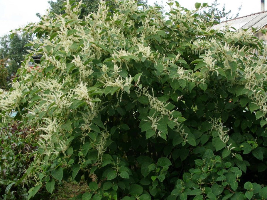 Гречиха сахалинская горец сахалинский