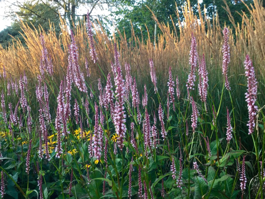 Гречиха Сахалинская (Горец Сахалинский)