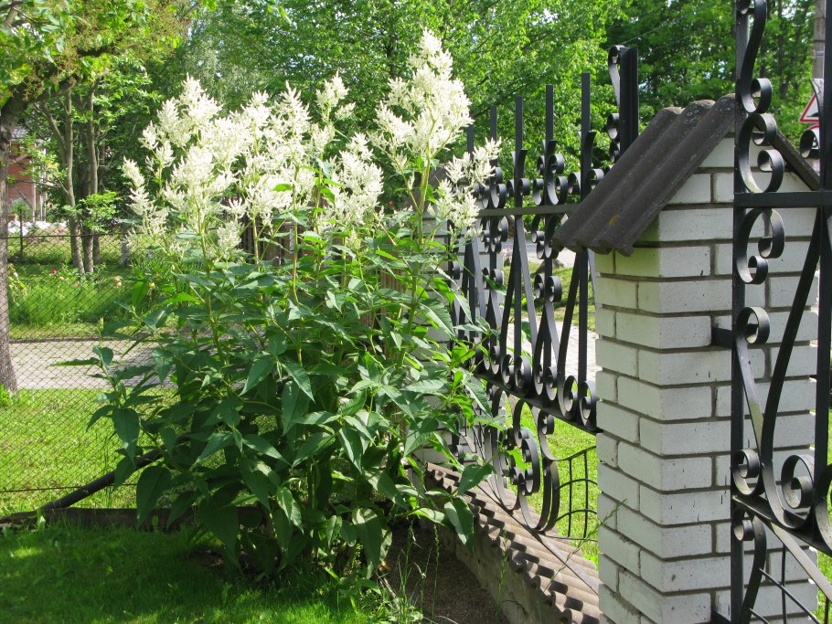 Горец свечевидный Альба