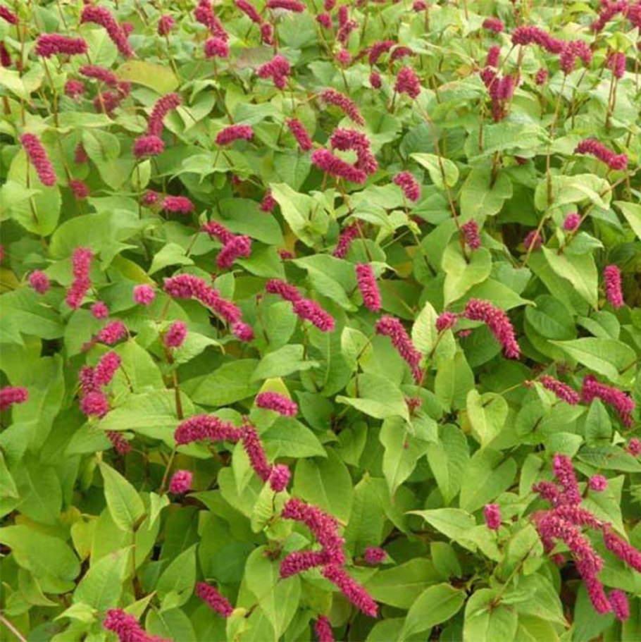 Persicaria amplexicaulis golden arrow