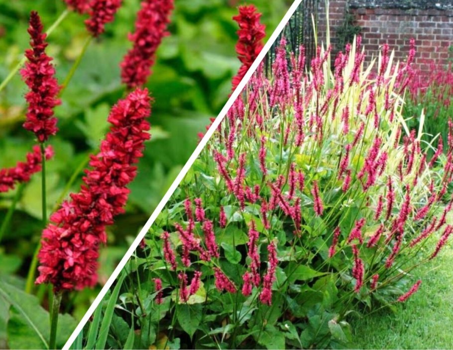 Горец Фаллопия полигонум