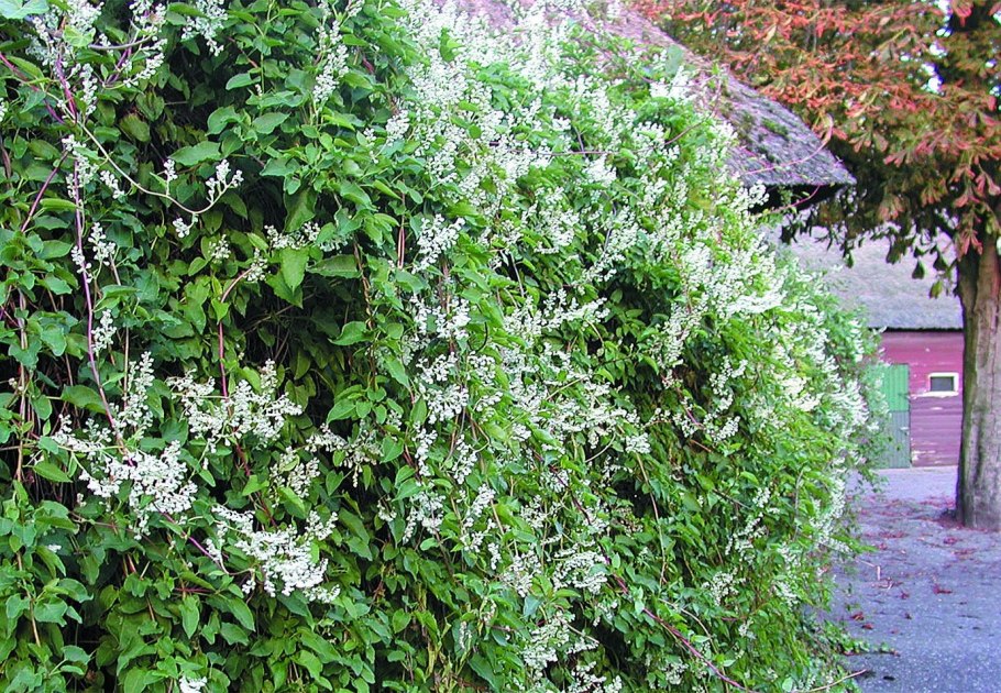 Горец полиморфный