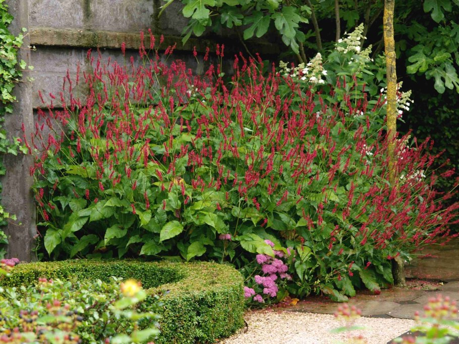 Цветок Горец головчатый