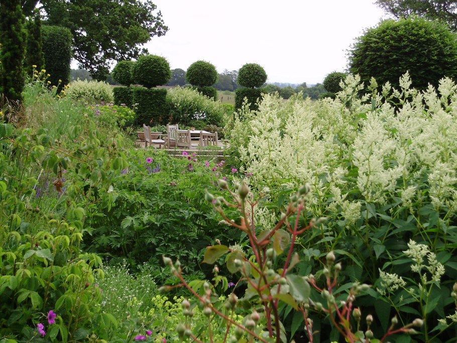 Японский Горец растение
