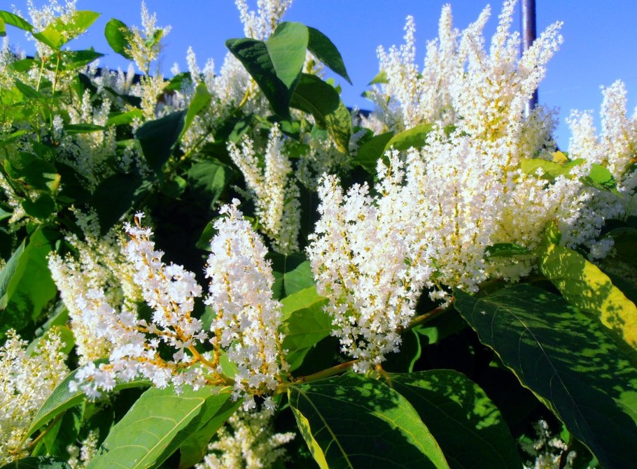 Гречиха сахалинская горец сахалинский