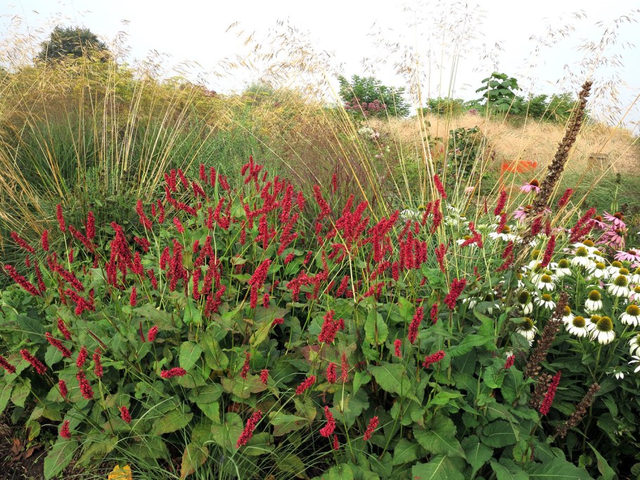 Горец стеблеобъемлющий альба