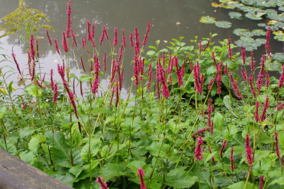 Persicaria amplexicaulis