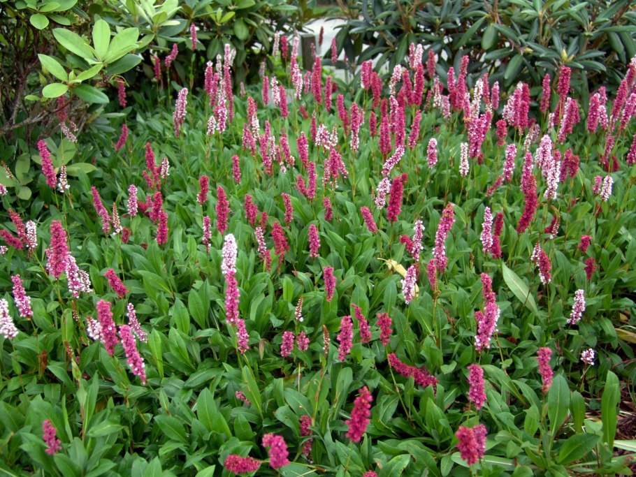 Горец родственный дарджилин ред