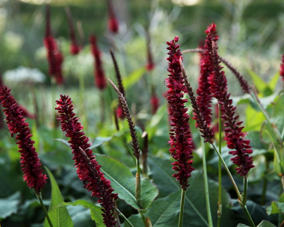 Горец родственный "Donald Lowndes" (Persicaria affinis)