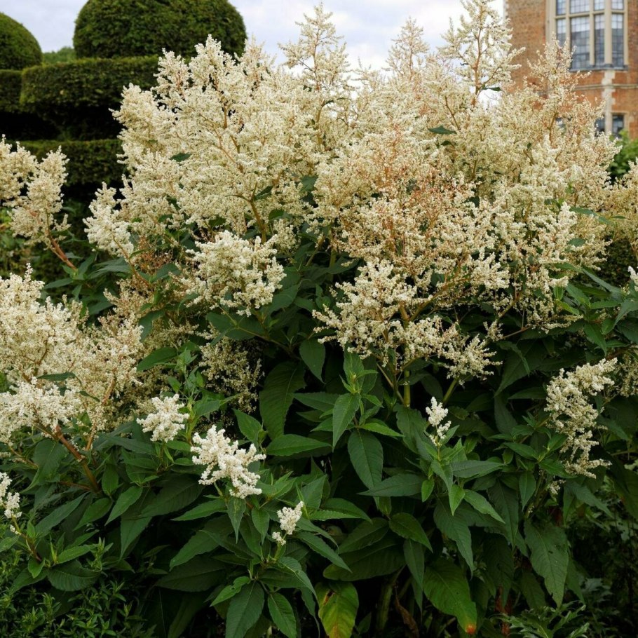 Горец родственный (Polygonum affine &#96;Daijeerling Red&#96;)