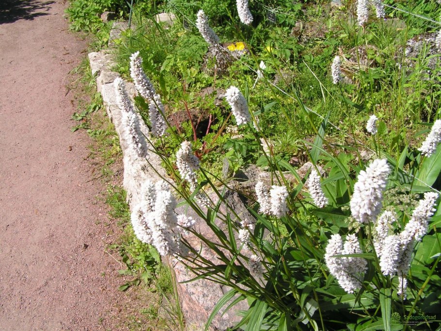 Горец стеблеобъемлющий (Persicaria amplexicaulis)