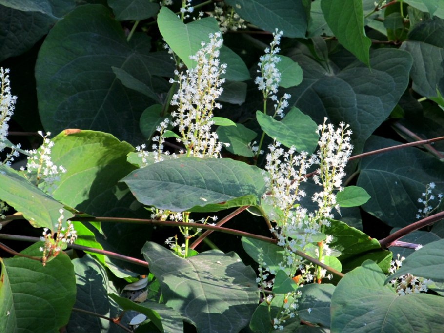 Bistorta officinalis