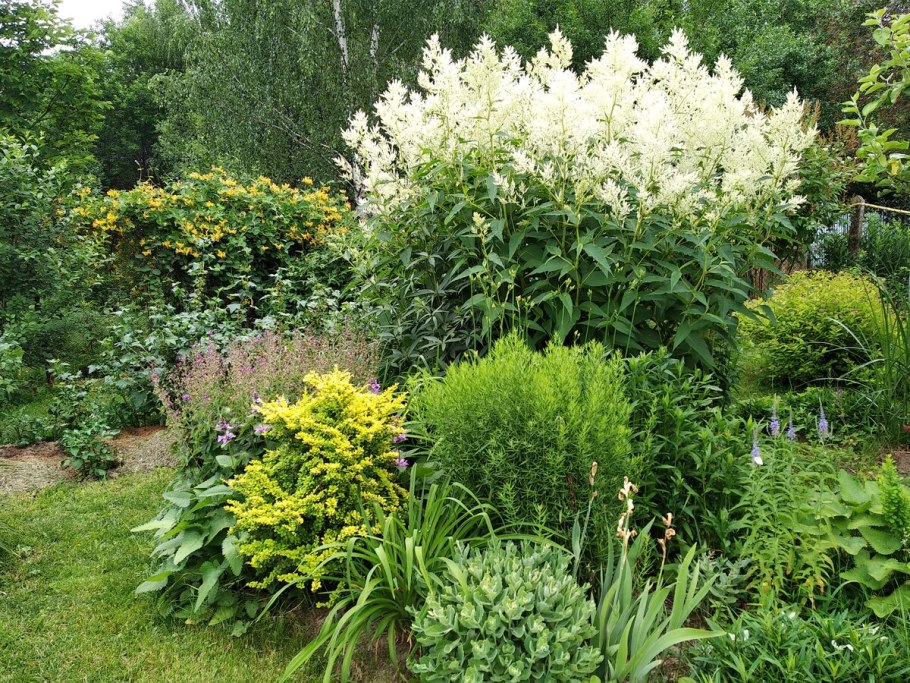 Горец изменчивый