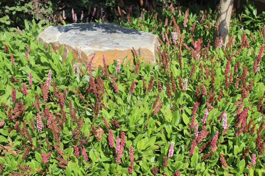 Горец родственный (polygonum affine &#96;daijeerling red&#96;)