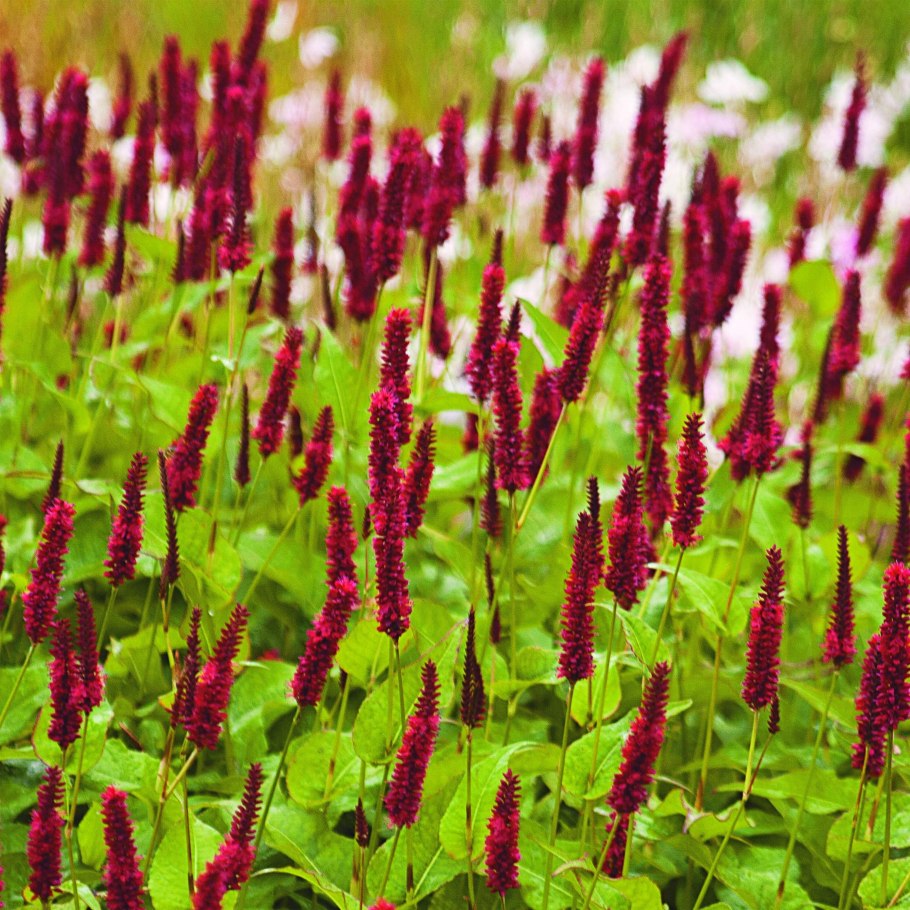 Persicaria amplexicaulis