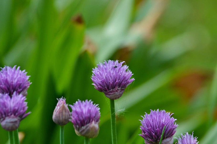 Allium carinatum