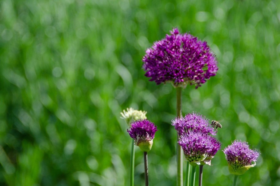 Allium senescens