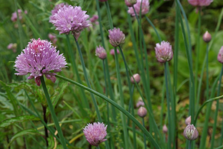 Лук Розеум декоративный