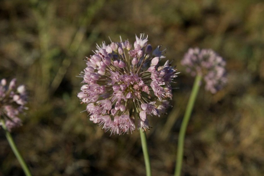 Allium aflatunense