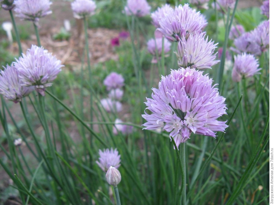 Лук шнитт (Allium schoenoprasum)