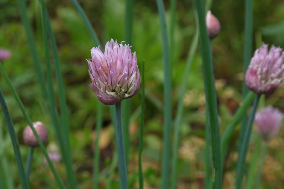 Allium delicatulum siev. Ex Schult. Et Schult. Fil. - Лук привлекательный