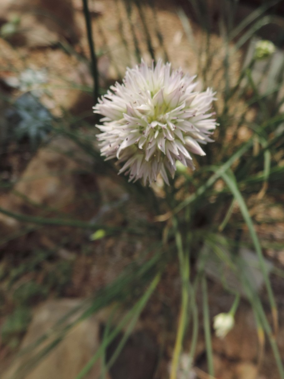 Allium Caspium