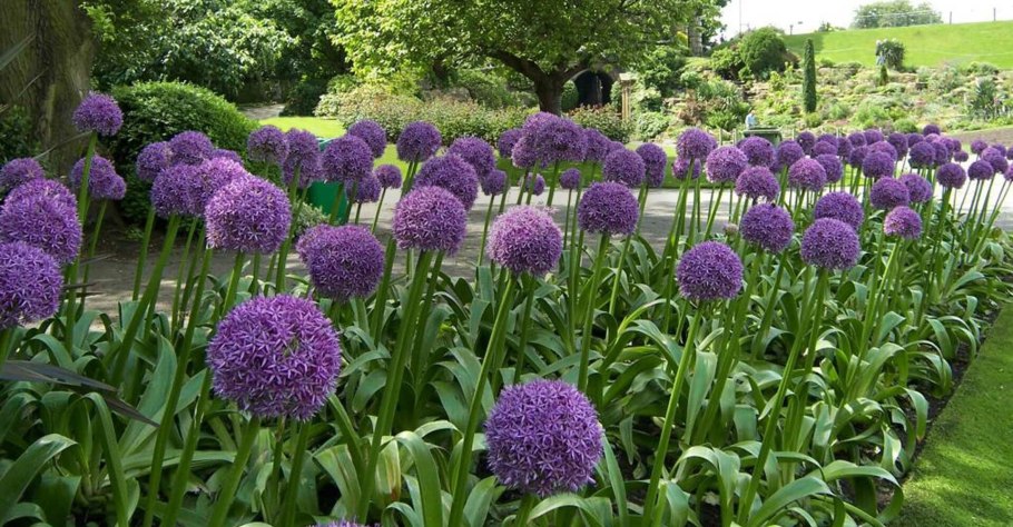 Allium maximowiczii