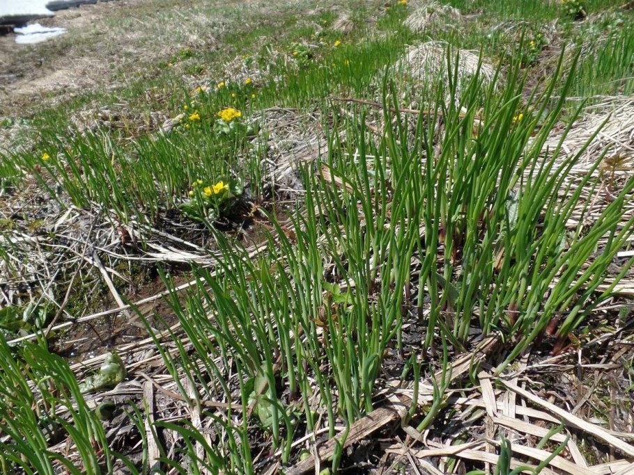 Слизун Восточный Казахстан