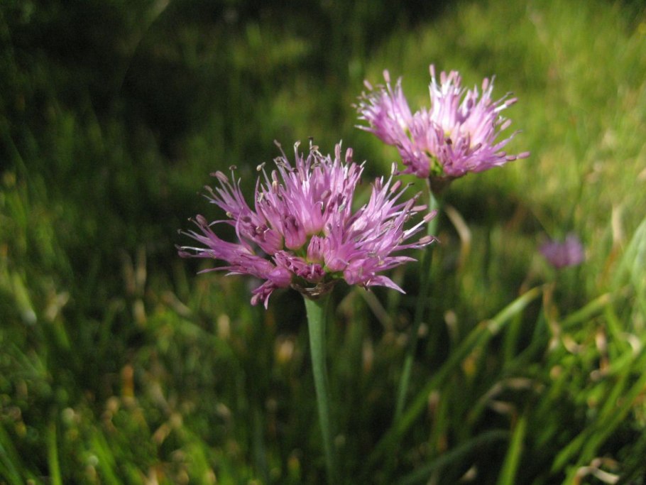 . Лук Индерский – Allium inderiense Fisch. Ex Bunge