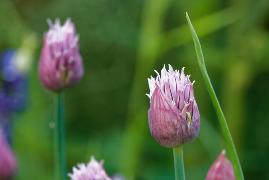 Allium schoenoprasum