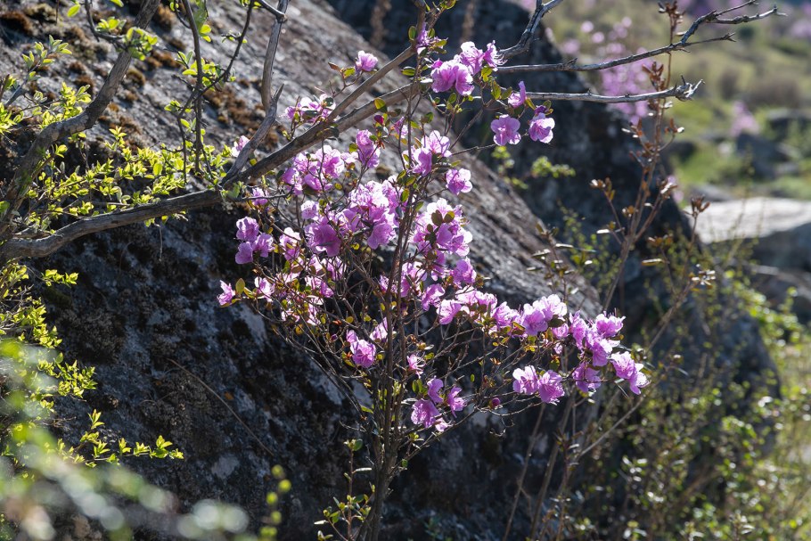 Маральник багульник сибирский рододендрон даурский