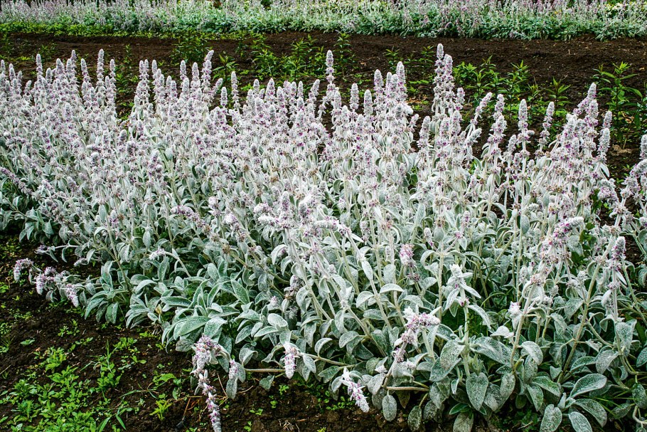 Чистец Византийский стахис