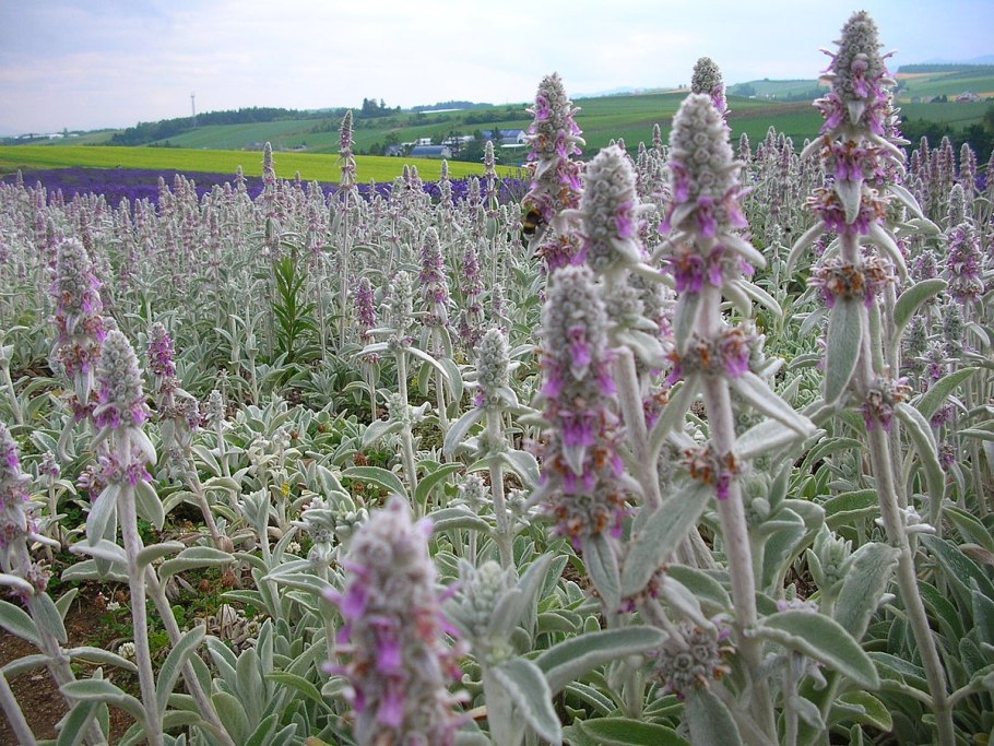 Стахис шерстистый чистец Византийский