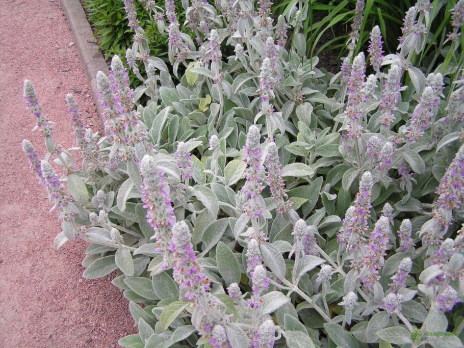 Чистец буквицецветный Лесной