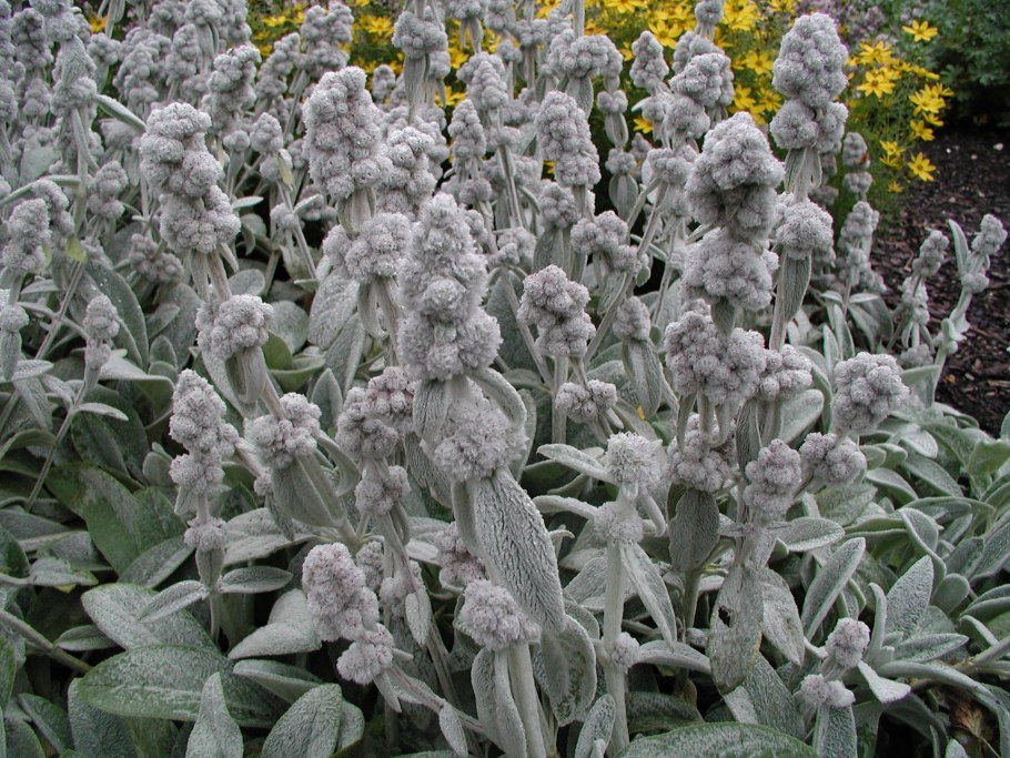 Стахис шерстистый сильвер карпет