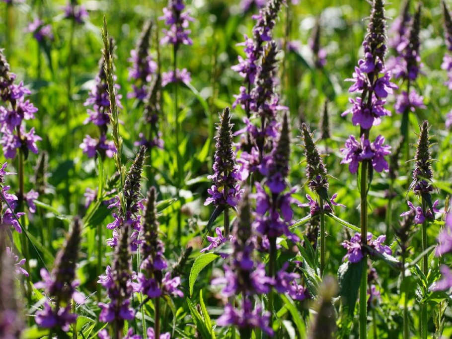 Буквица бетоника betonica officinalis