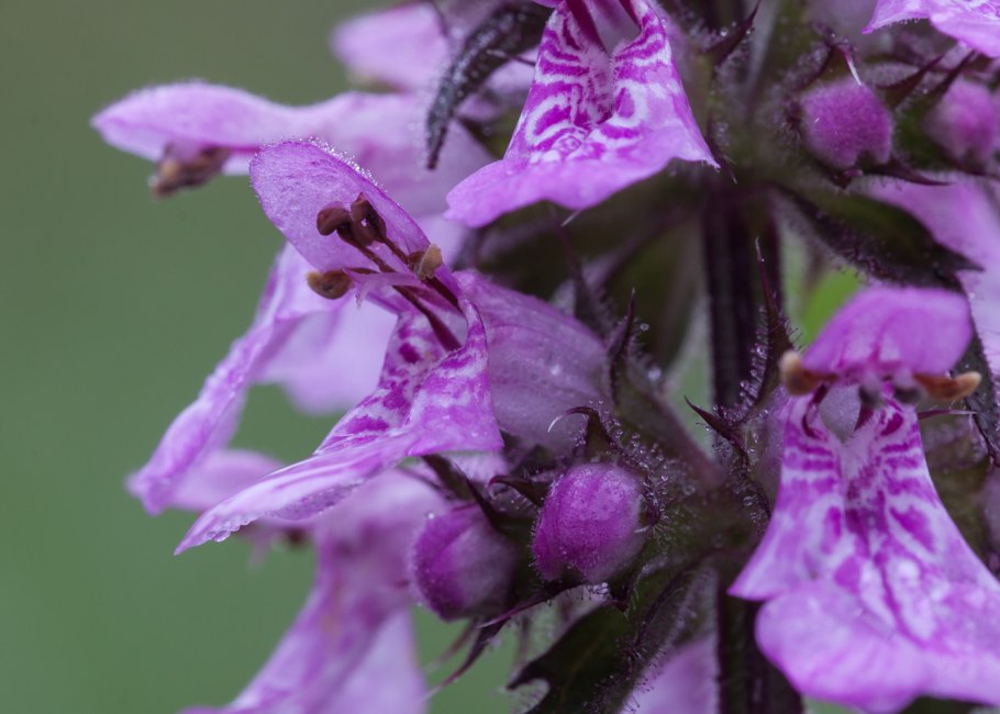 Чистец болотный шандра