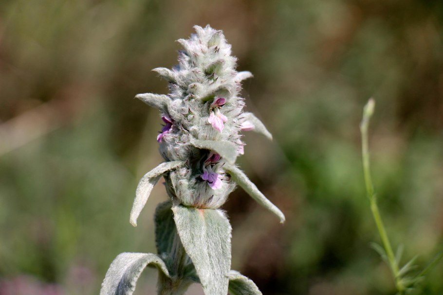 Stachys byzantina