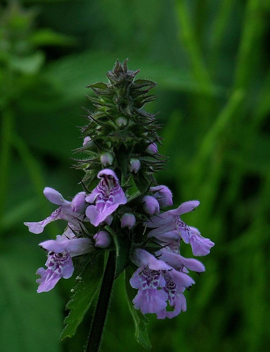 Чистец Лесной (Stachys sylvatica)