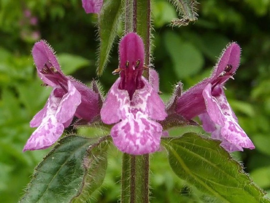 Чистец лесной