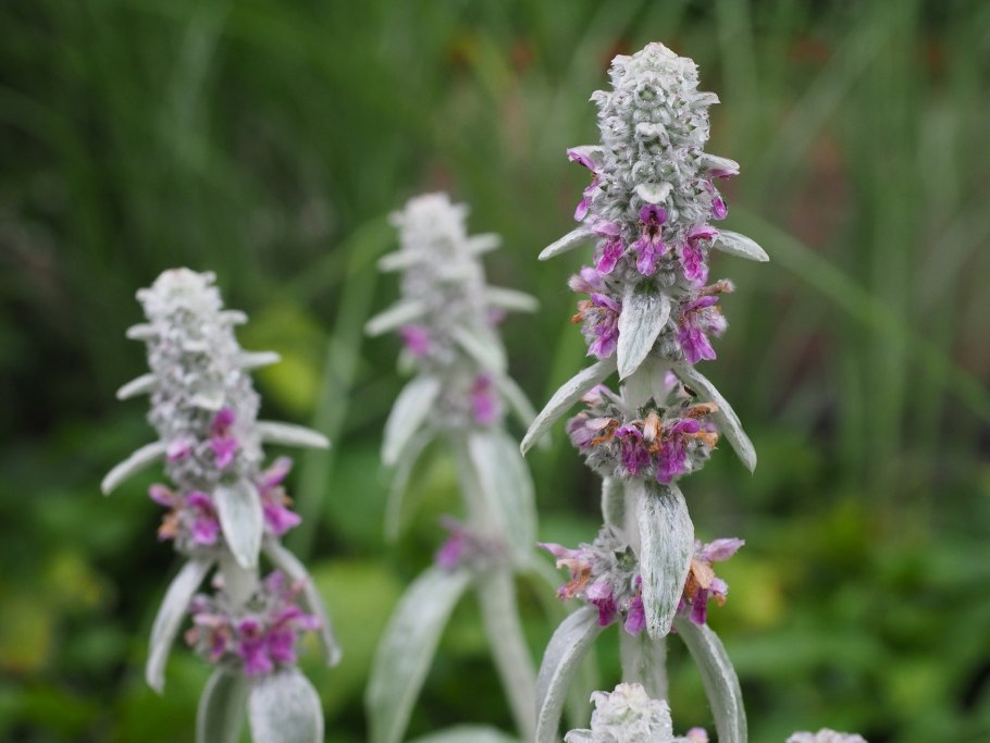 Чистец византийский стахис