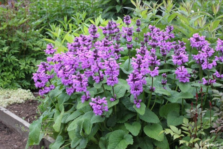 Стахис буквица чистец