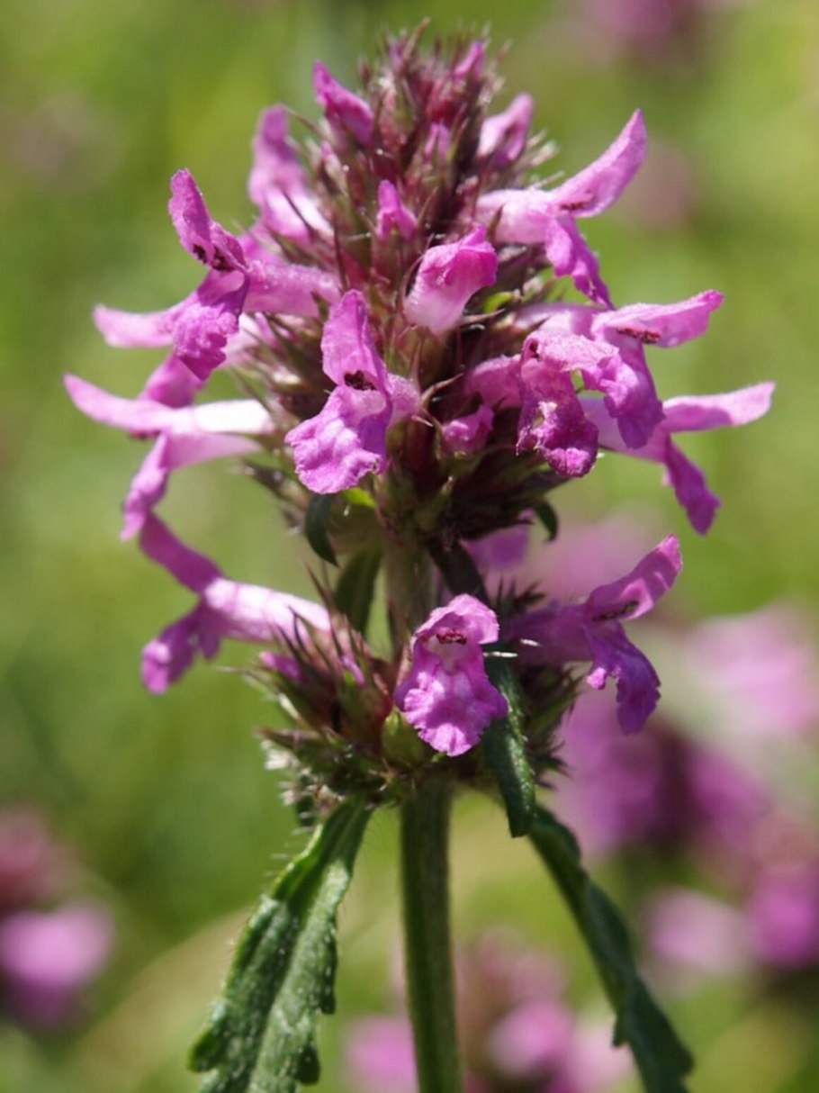 Чистец Лесной (Stachys sylvatica l.)