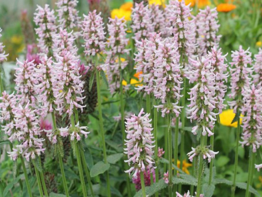 Stachys Lanata