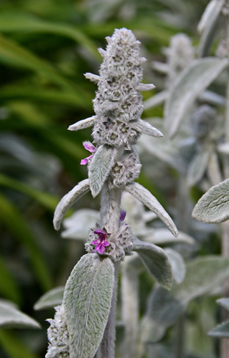 Чистец полевой