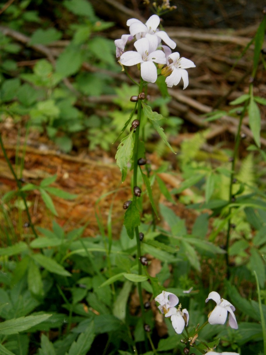 Cardamine bulbifera