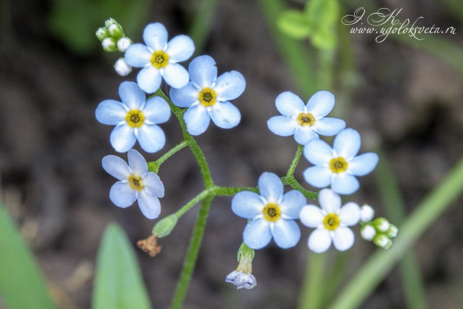 Незабудка Myosotis синяя Сильва