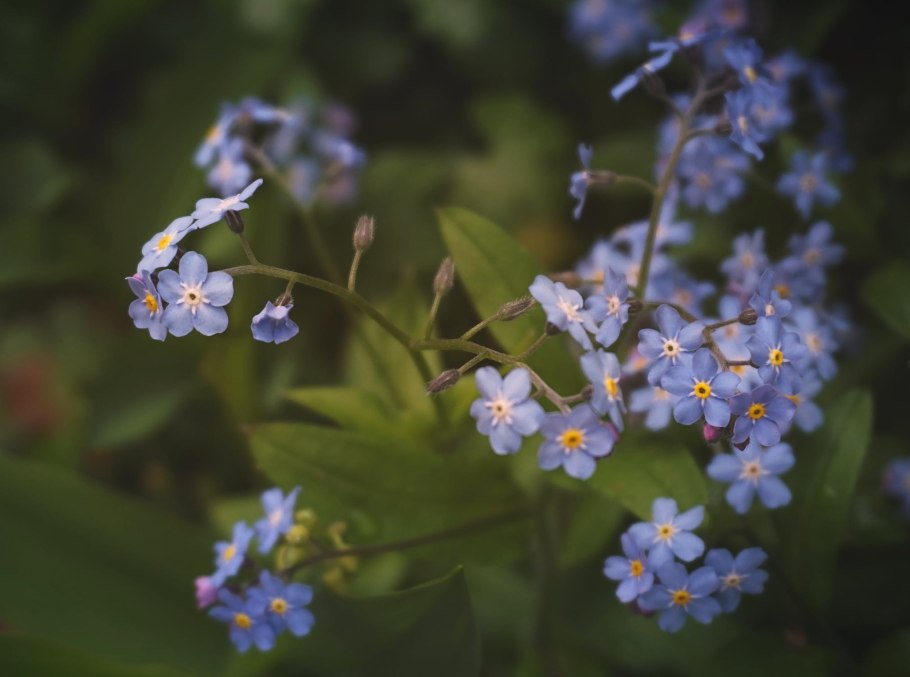 Незабудка полевая myosotis arvensis